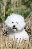 BICHON FRISE 244